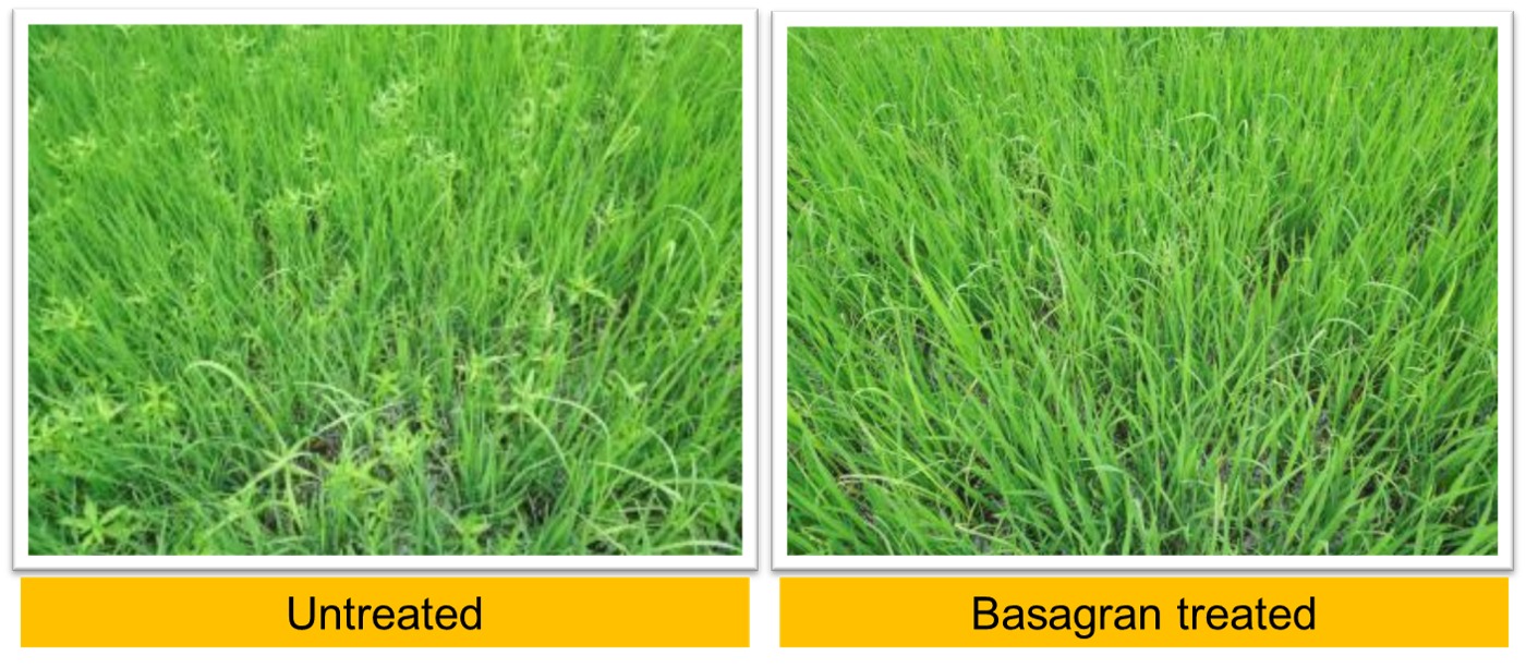 Results of Basagran in Sedges & Broad Lead Weed control