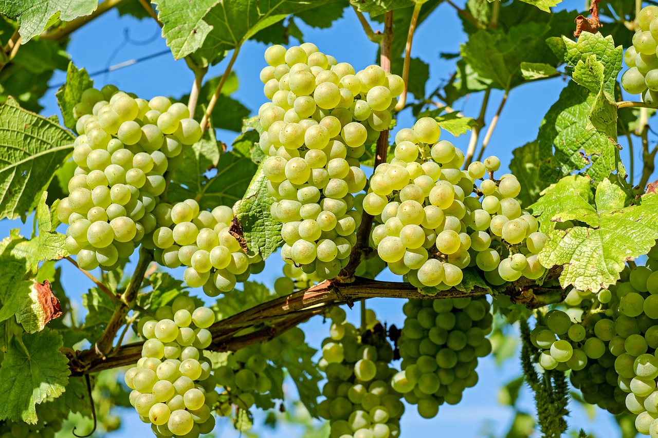 Grapes