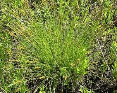 Sedges Sedges