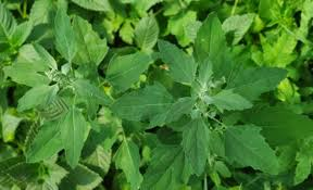 Bathua (Chenopodium album)