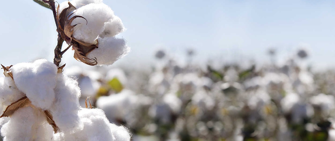 Cotton field in India