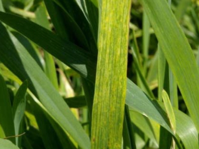 Streak mosaic virus