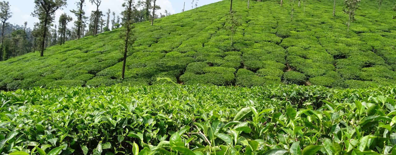 Tea plantation in India