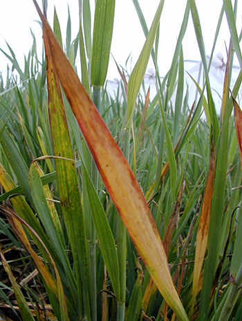 Yellow dwarf virus