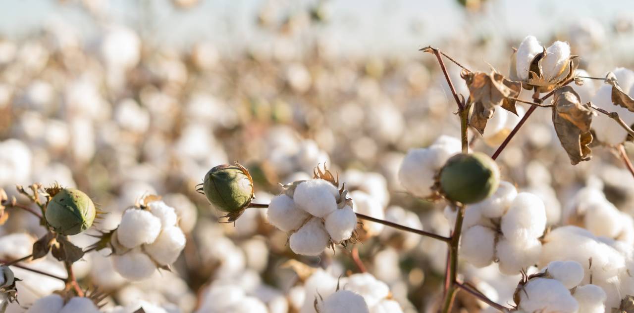 Solutions for Cotton by BASF