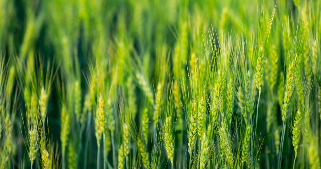 Solutions for Wheat farmers by BASF