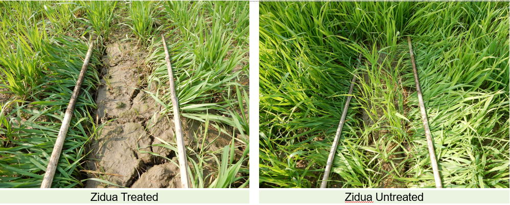 Superior control of Phalaris
