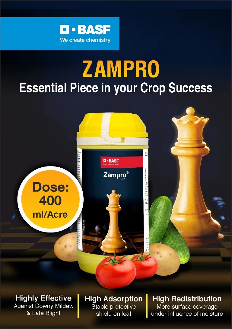 Potato- Zampro