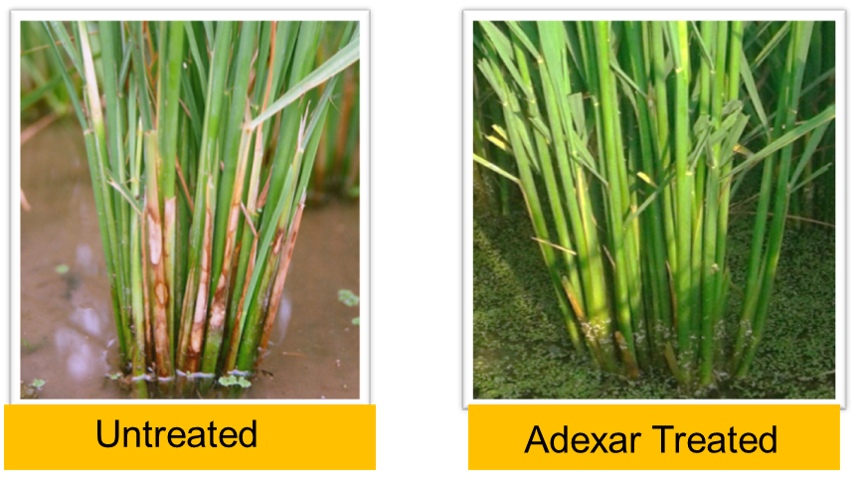 Performance of Adexar on Sheath Blight