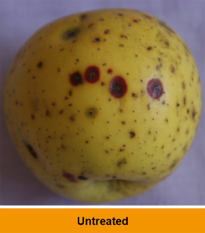 Marssonina fruit blotch untreated