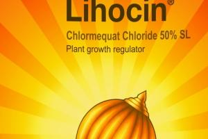 Lihocin