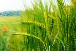 Wheat BASF
